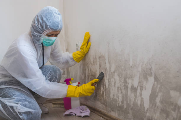 Best Mold Removal Company Near Me  in North Weeki Wachee, FL