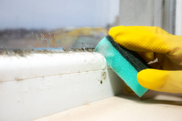 Best Mold Remediation  in North Weeki Wachee, FL