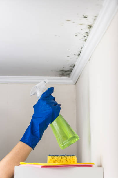 Best Best Mold Removal Companies  in North Weeki Wachee, FL